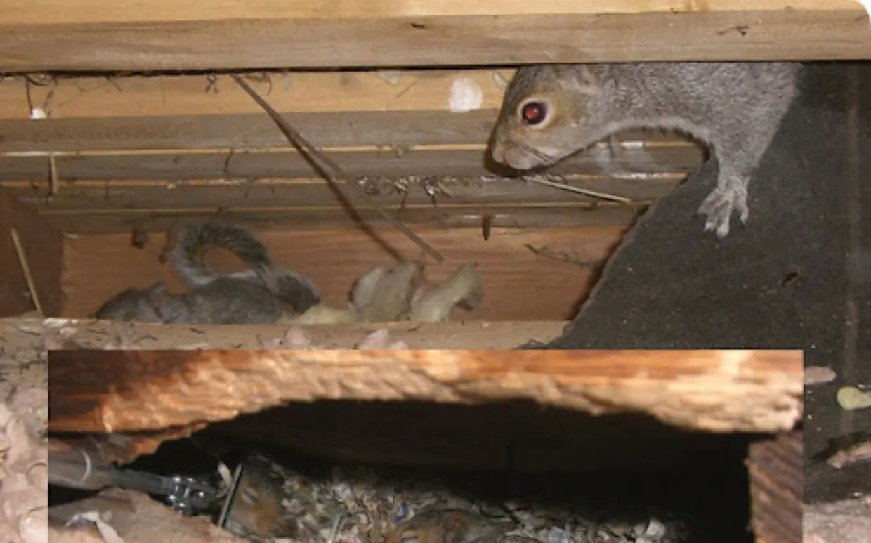 Wildwise management — pest control in Boston, BOWIE County, TX