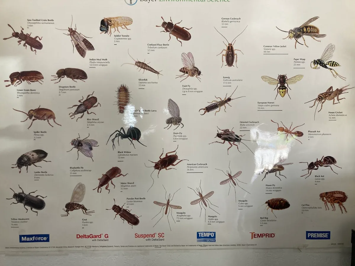 Predator Pest Control — pest control in El Paso, EL PASO County, TX