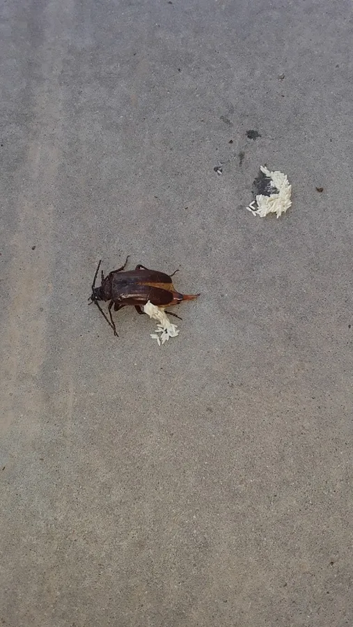 Predator Pest Control in El Paso, TX — business photo 3