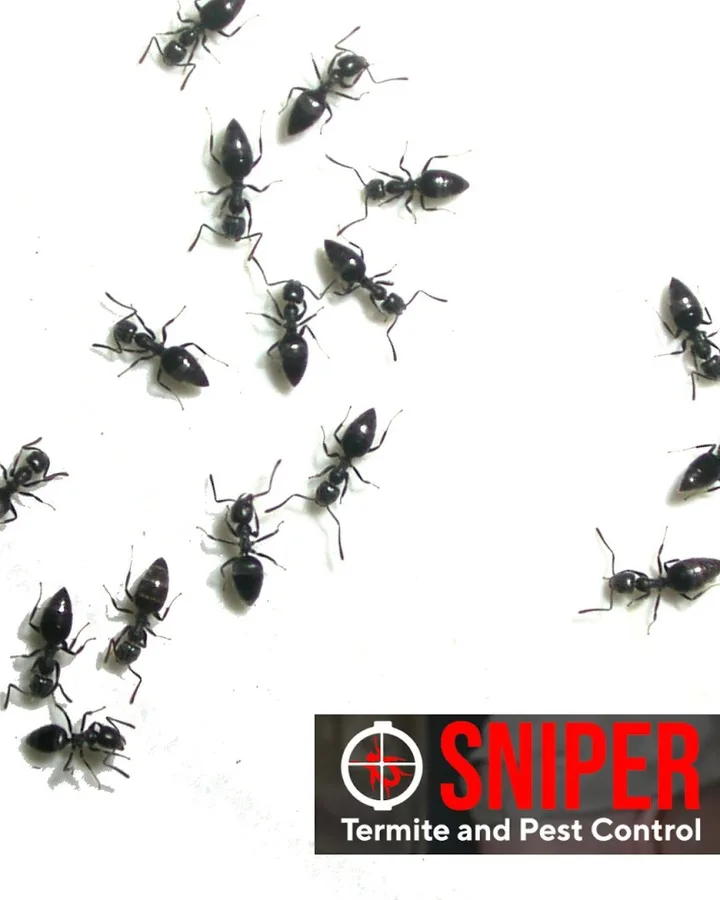 Sniper Termite and Pest Control in Fort Worth, TX — business photo 5