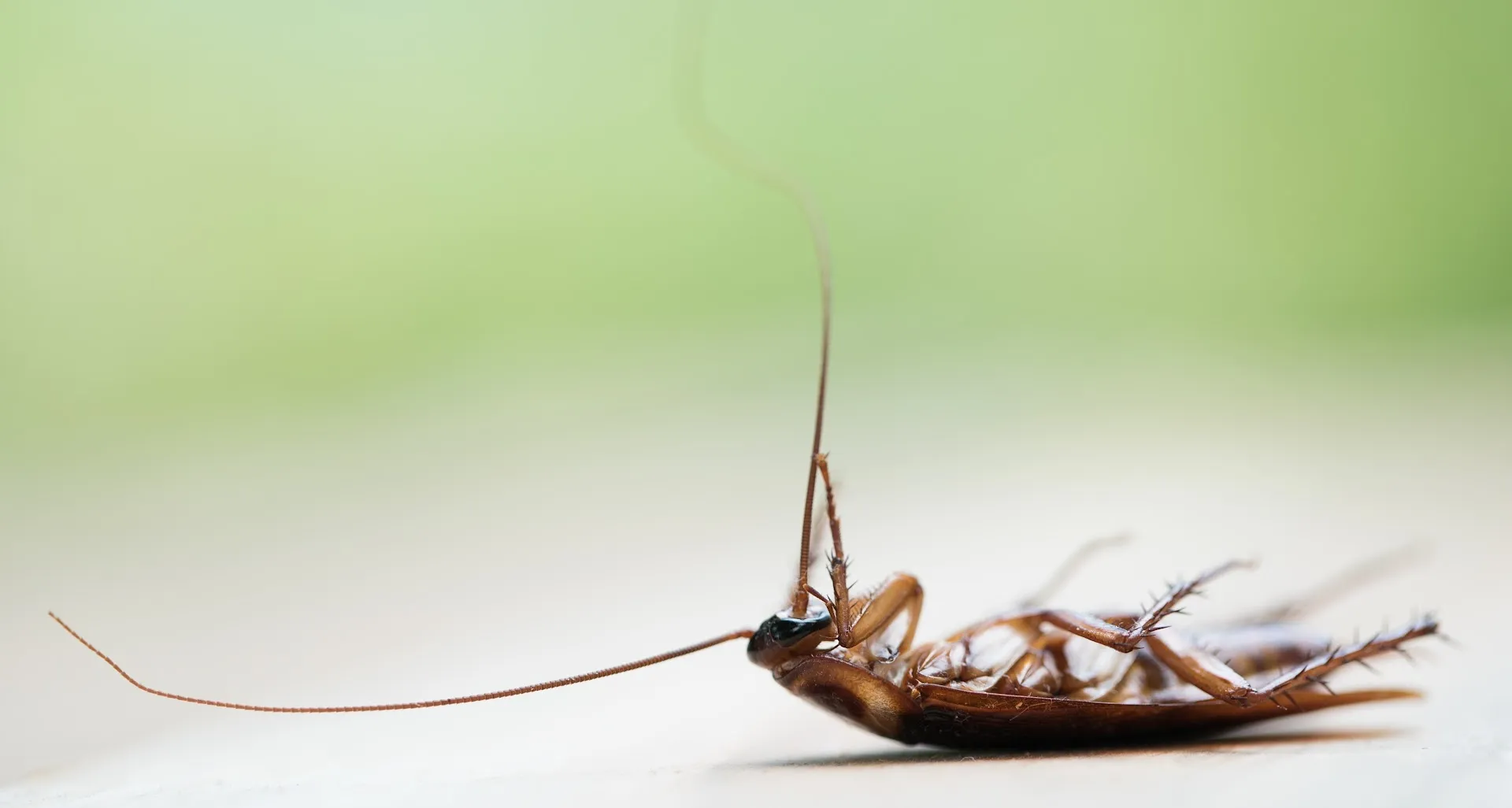 EcoPro Services, LLC in Austin, TX — business photo 6