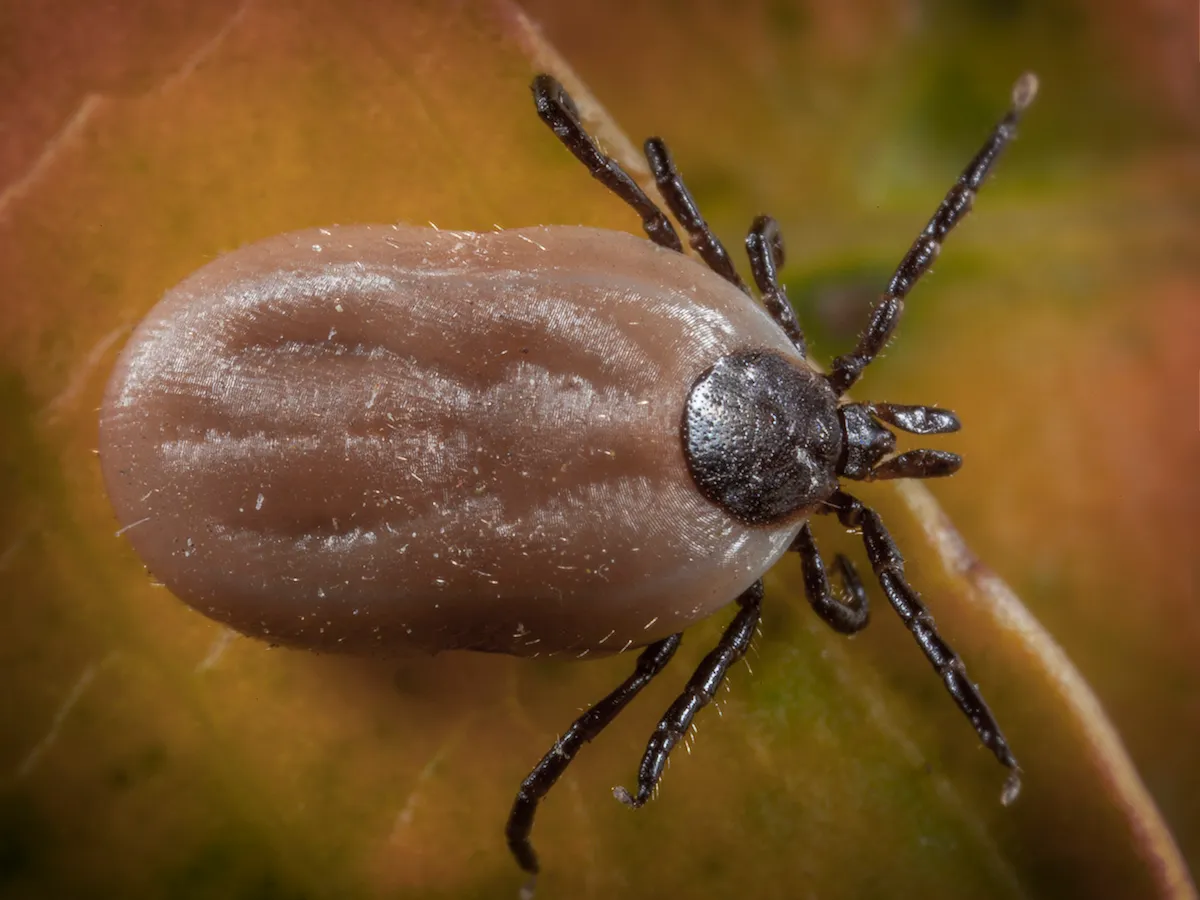 Pest Ranger in Denton, TX — business photo 5