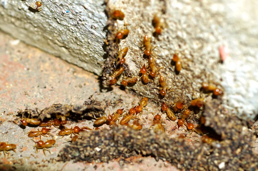 T&C Pest Solutions in Paris, TX — business photo 5