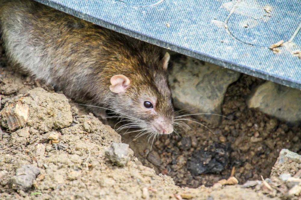 T&C Pest Solutions in Paris, TX — business photo 6