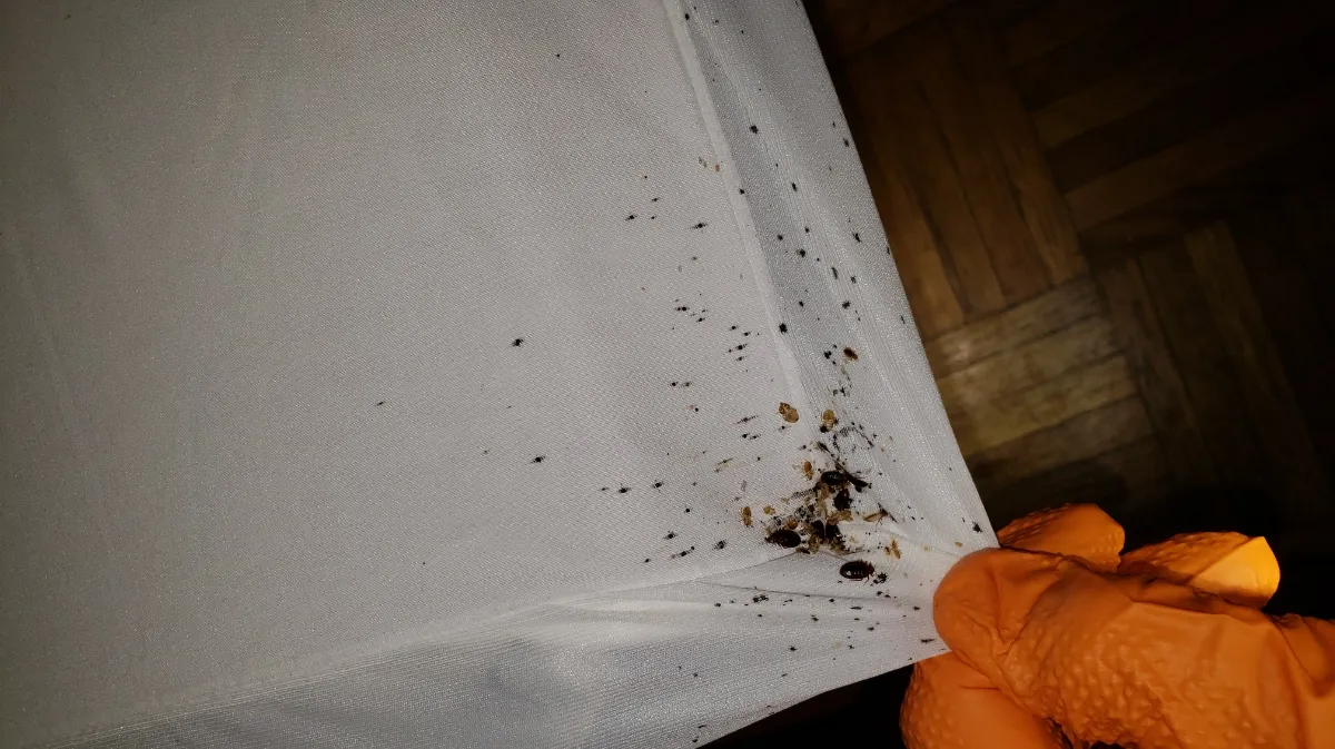 Richmond Pest Control — pest control in Richmond, FORT BEND County, TX