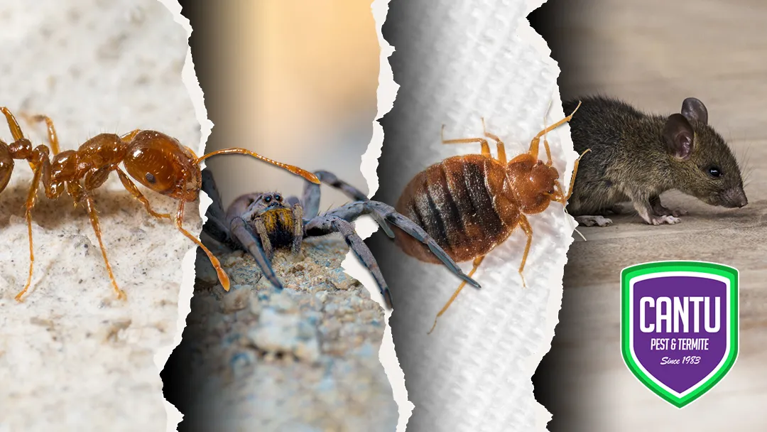 Cantu Pest & Termite — pest control in Houston, HARRIS County, TX