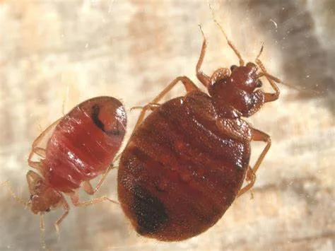 Patriot Pest Management in Midland, TX — business photo 2