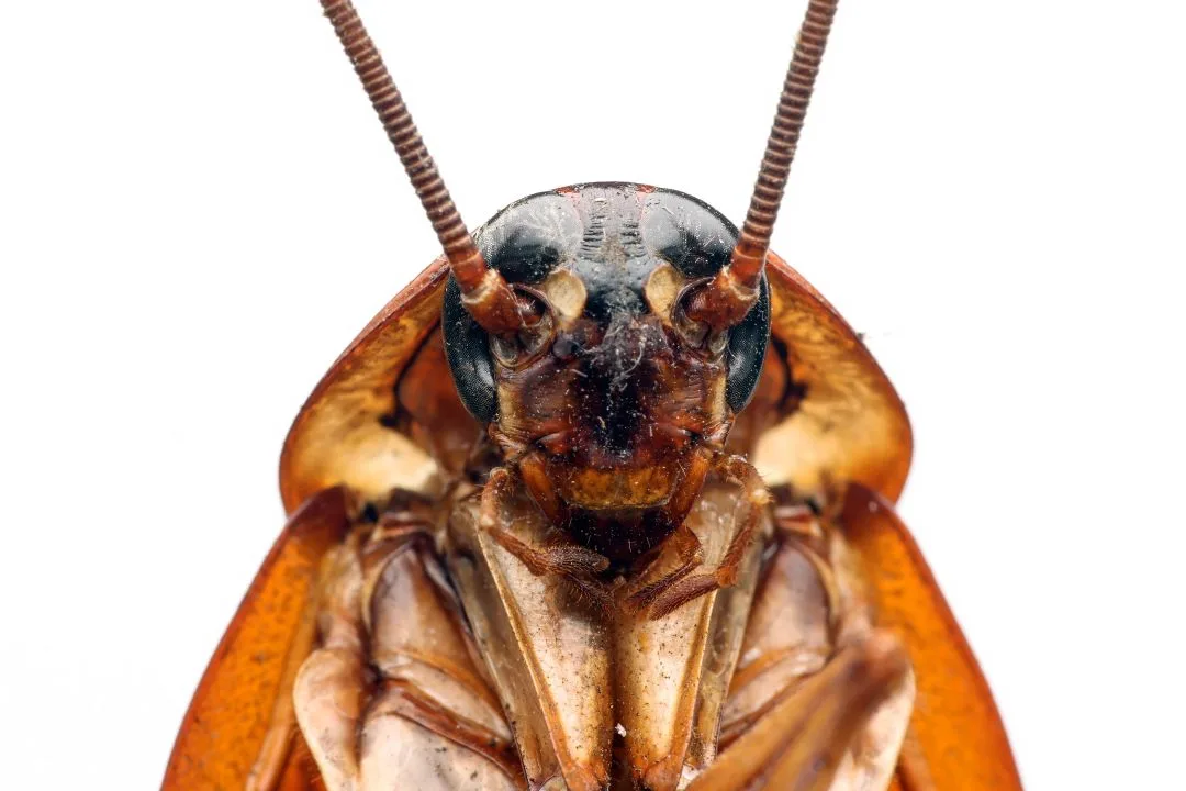 Patriot Pest Management in Midland, TX — business photo 4