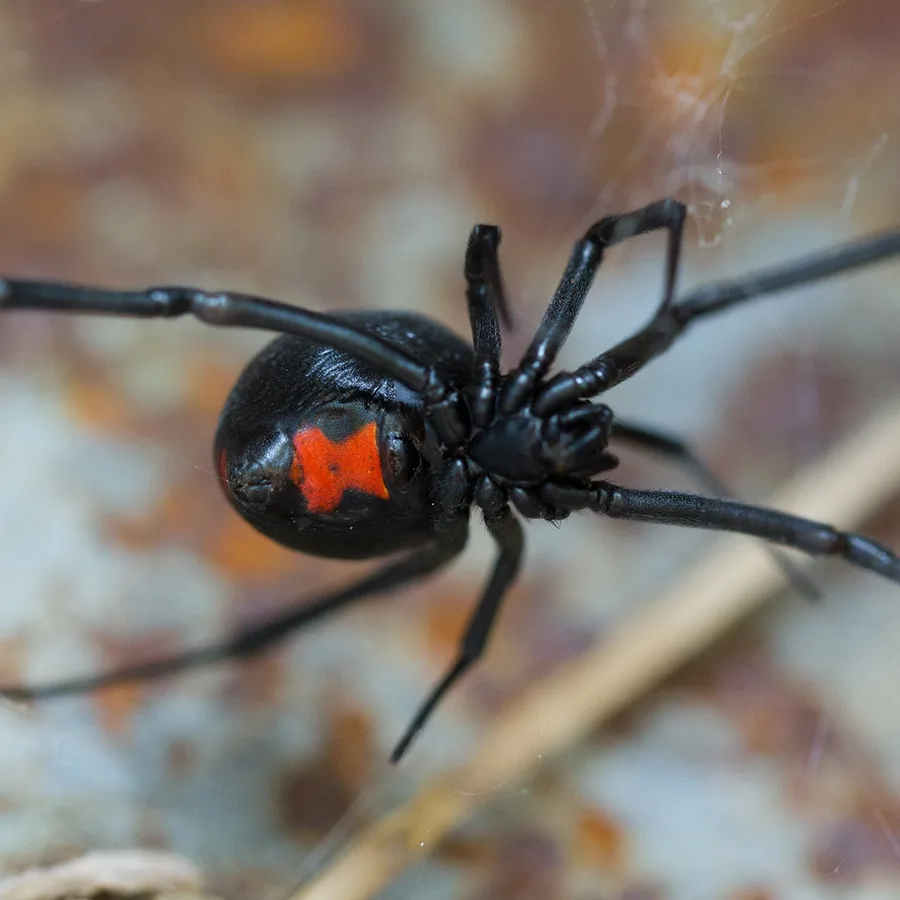 Patriot Pest Management in Midland, TX — business photo 6
