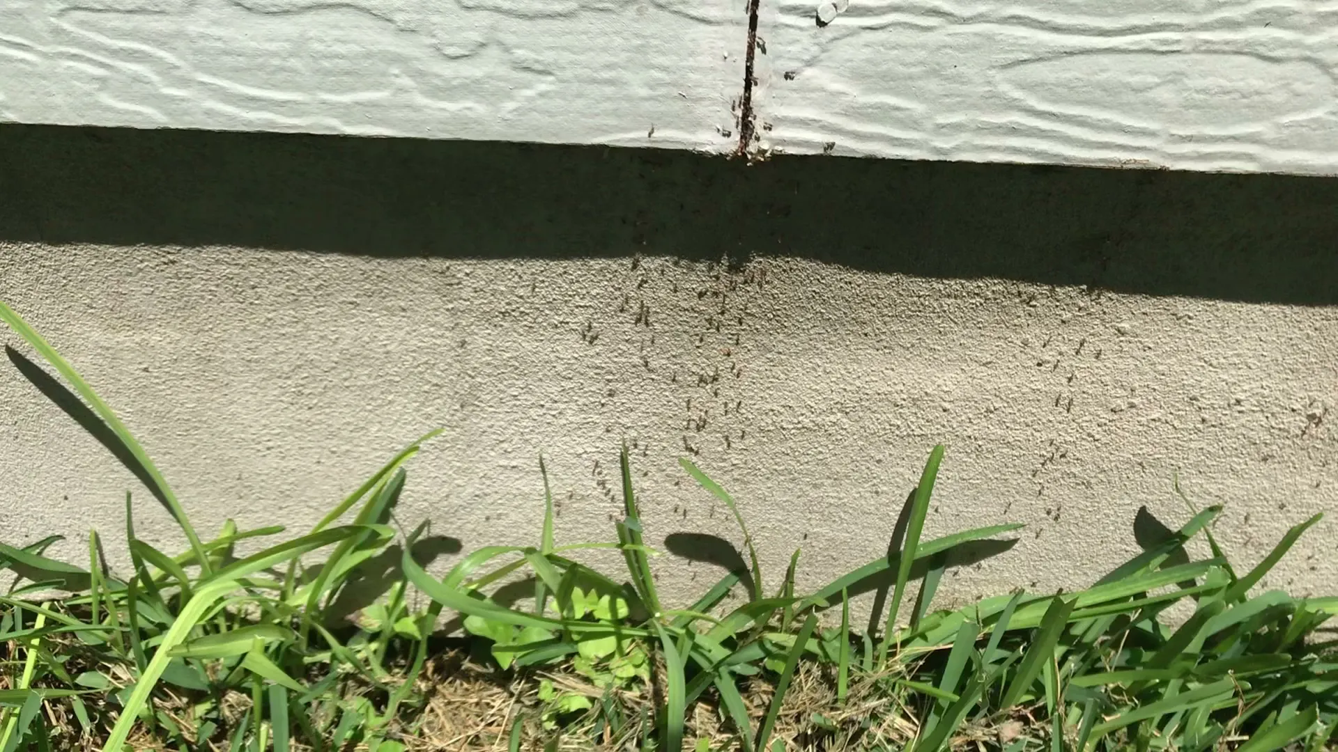 Texas Pest Control in San Antonio, TX — business photo 3