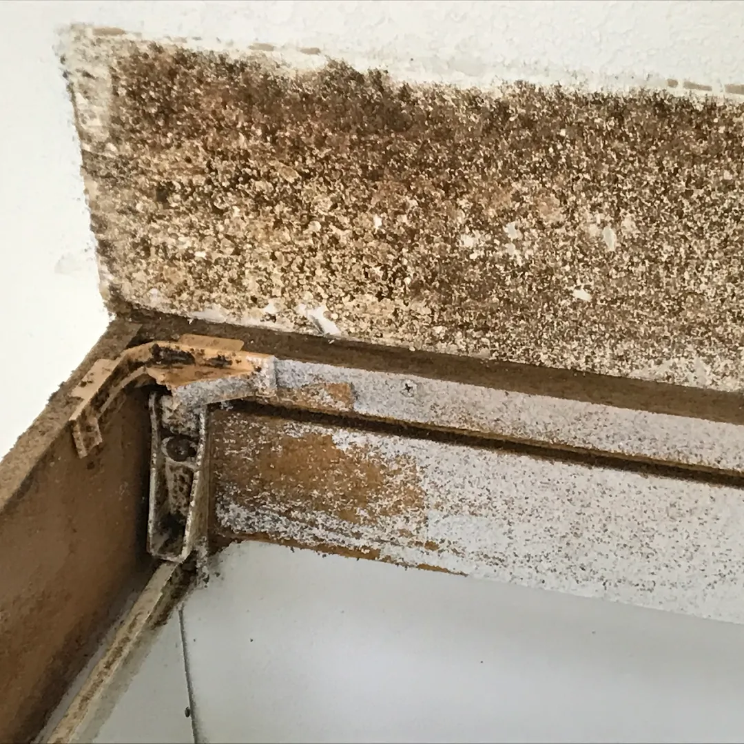 Texas Pest Control in San Antonio, TX — business photo 4