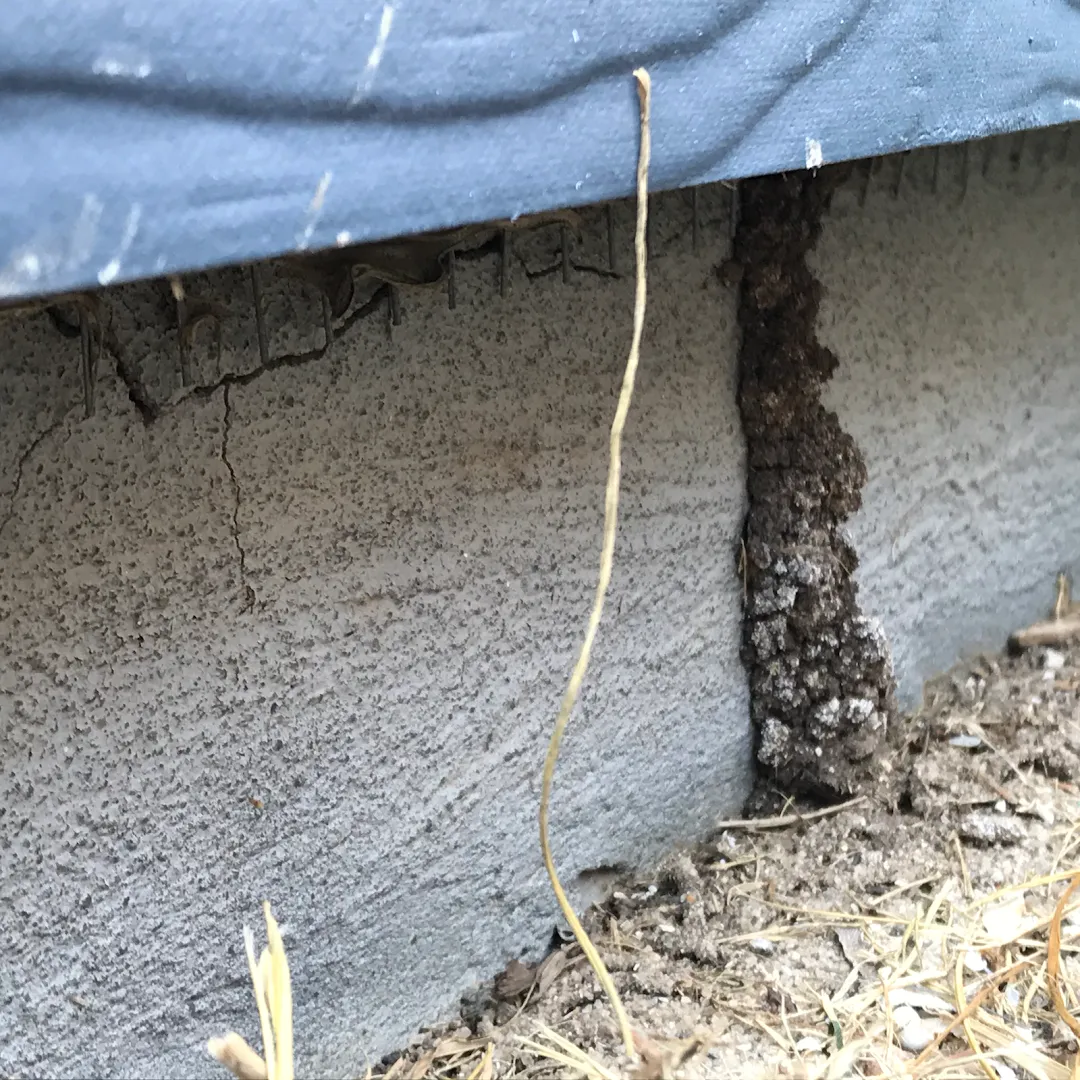 Texas Pest Control in San Antonio, TX — business photo 5