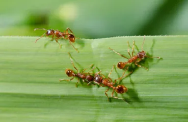 Double Trouble Praytor Pest Control — pest control in Corsicana, NAVARRO County, TX