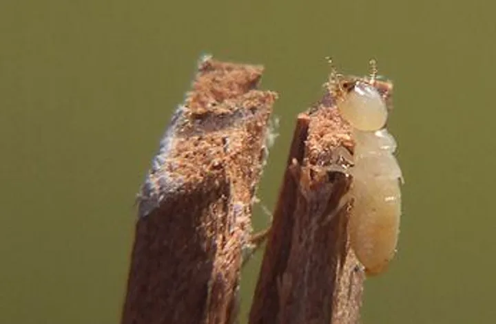 Double Trouble Praytor Pest Control in Corsicana, TX — business photo 2