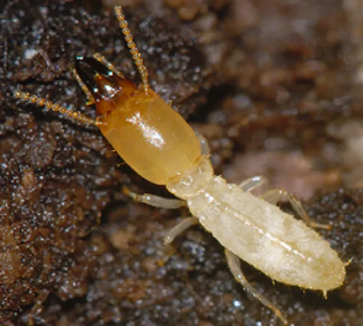 Double Trouble Praytor Pest Control in Corsicana, TX — business photo 4