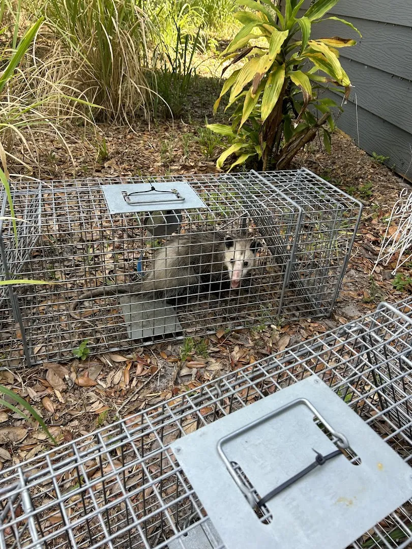 Woodlands Wildlife Elimination LLC in Conroe, TX — business photo 3