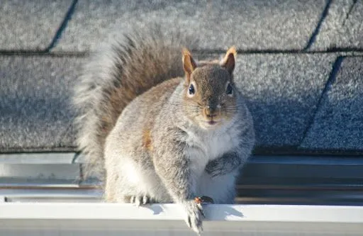 Trapping USA Animal Removal & Pest Control in Dallas, TX — business photo 5
