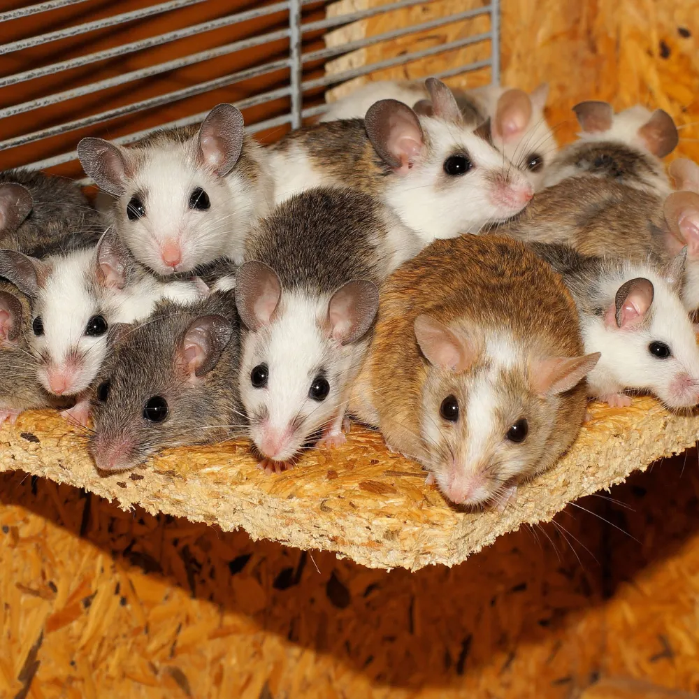 Sureguard Lawn and Pest — pest control in Cleburne, JOHNSON County, TX