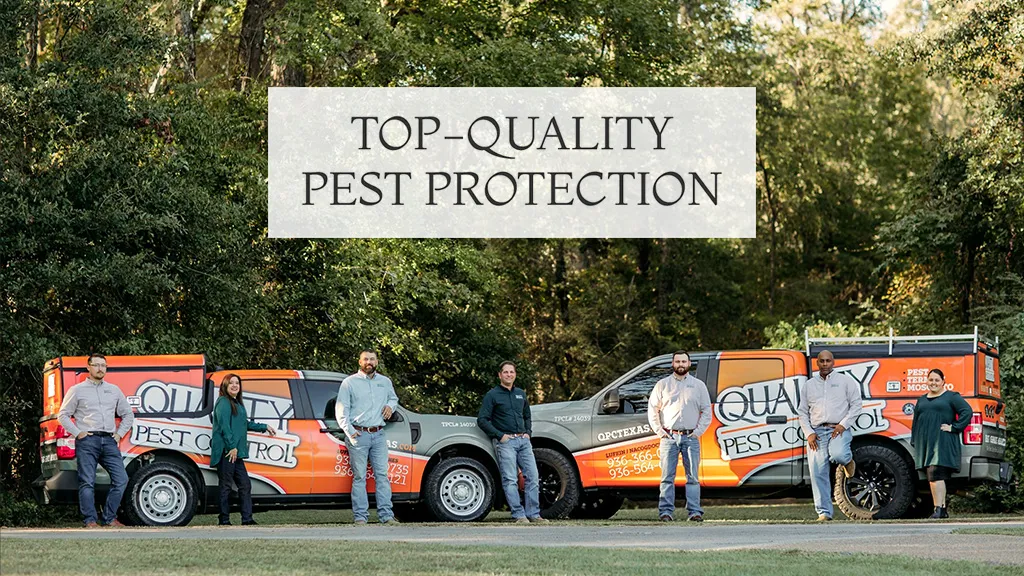 Quality Pest Control — pest control in Lufkin, ANGELINA County, TX