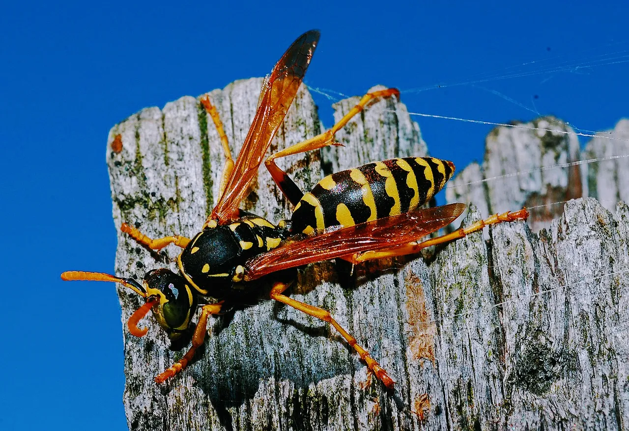 Stynger Pest Control in Edinburg, TX — business photo 6