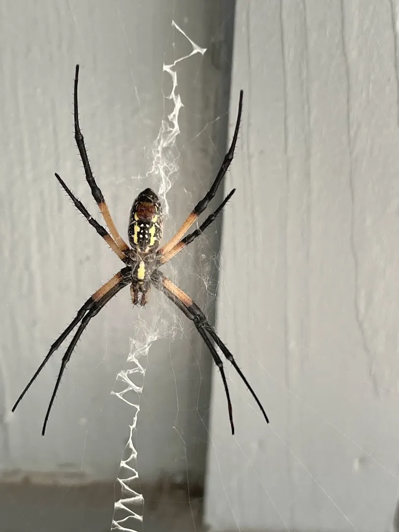 X Out Pest Services in San Marcos, TX — business photo 4