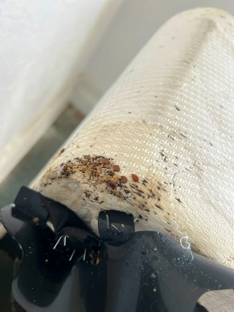 X Out Pest Services in San Marcos, TX — business photo 5