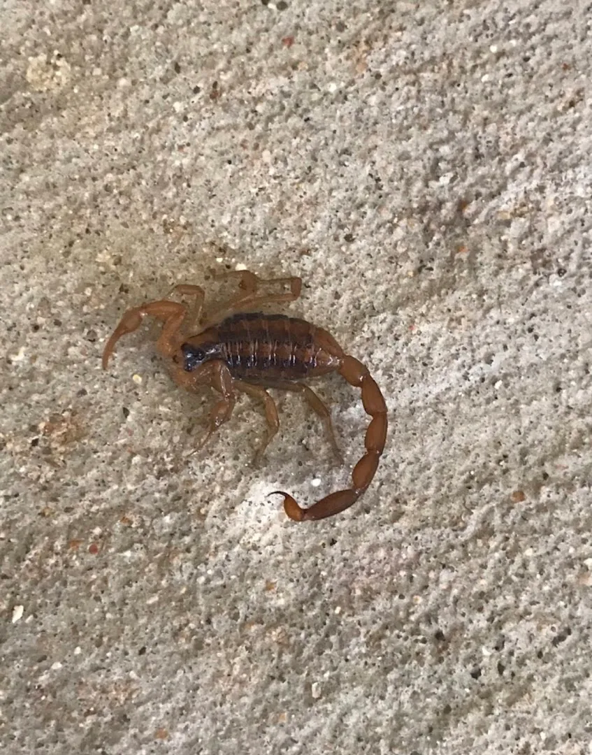 X Out Pest Services in San Marcos, TX — business photo 6