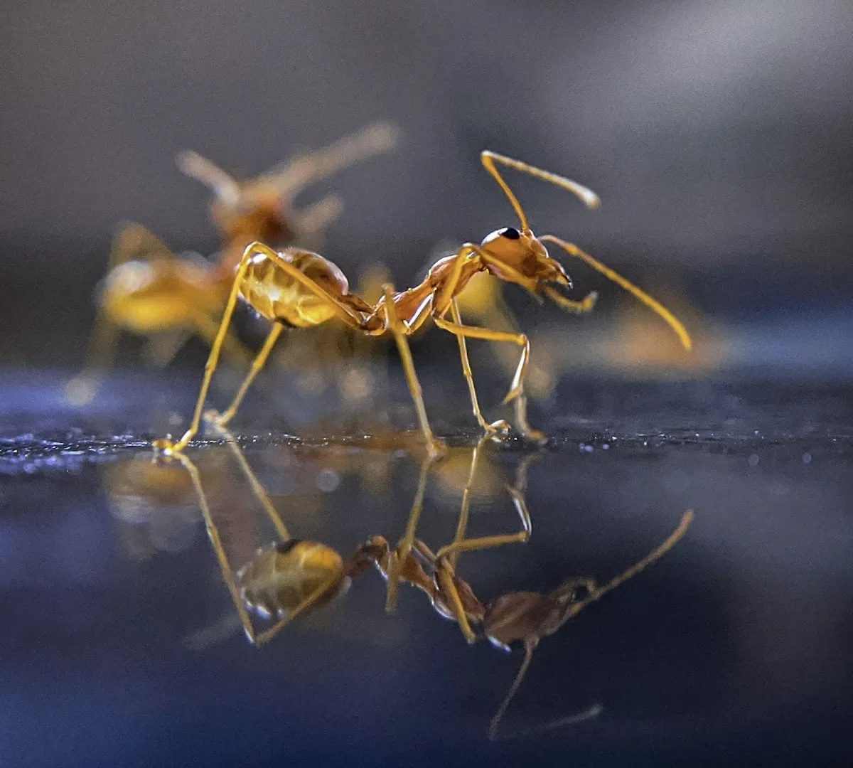 iPro Pest Control in Corpus Christi, TX — business photo 2