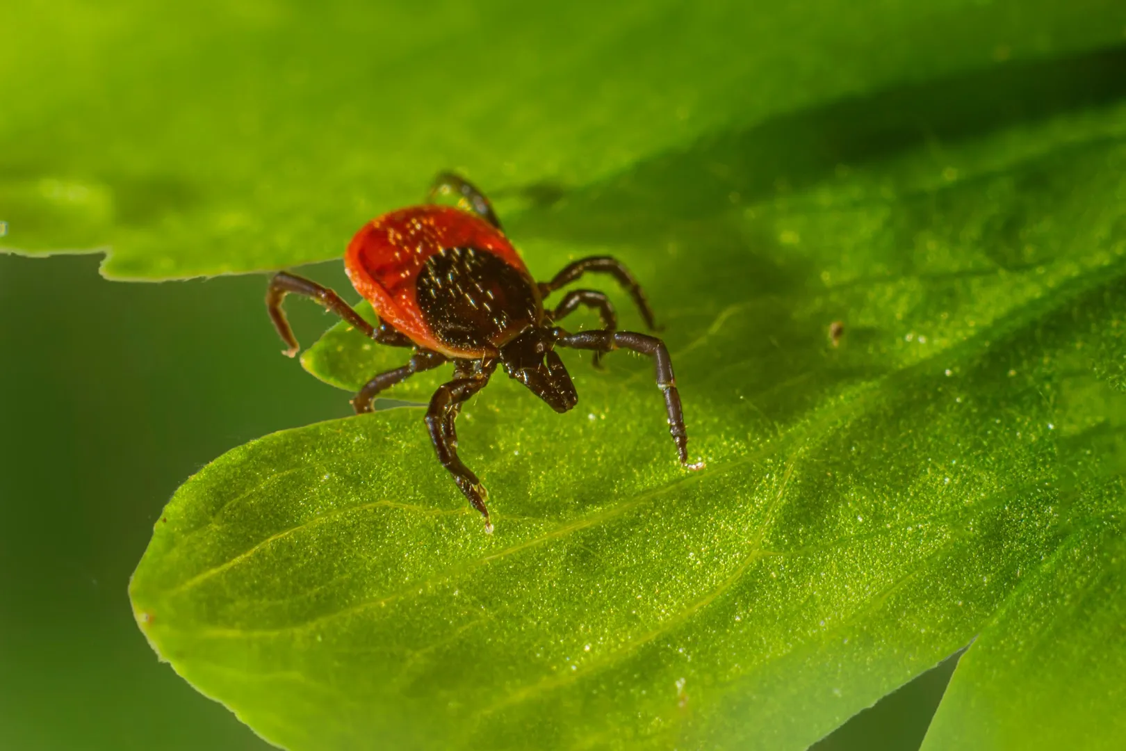 iPro Pest Control in Corpus Christi, TX — business photo 5