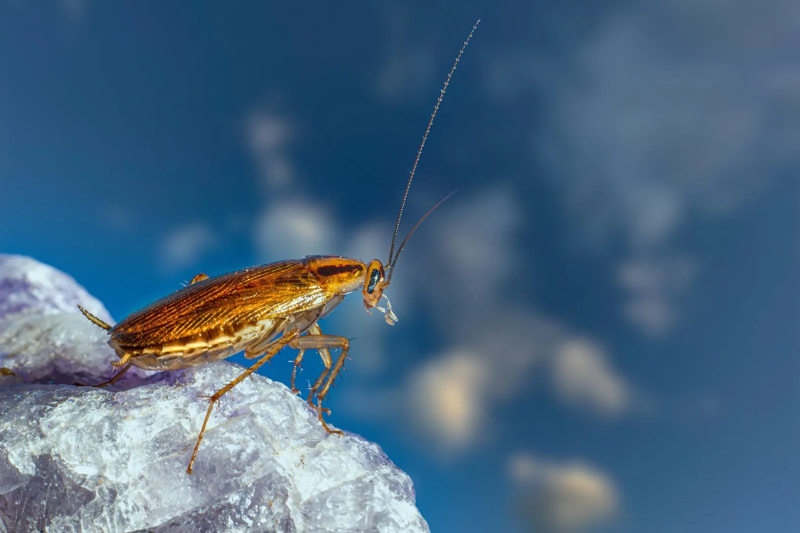 iPro Pest Control in Corpus Christi, TX — business photo 6