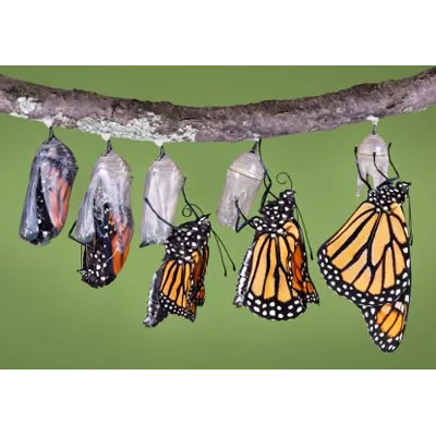 Chrysalis Pest Management — pest control in New Braunfels, COMAL County, TX