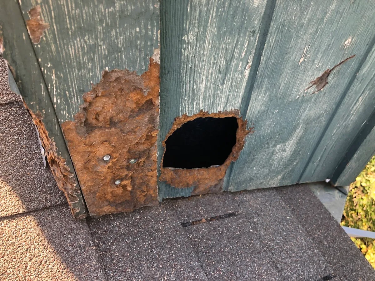 Varmint Masters Wildlife Removal & Pest Control — pest control in Bulverde, COMAL County, TX