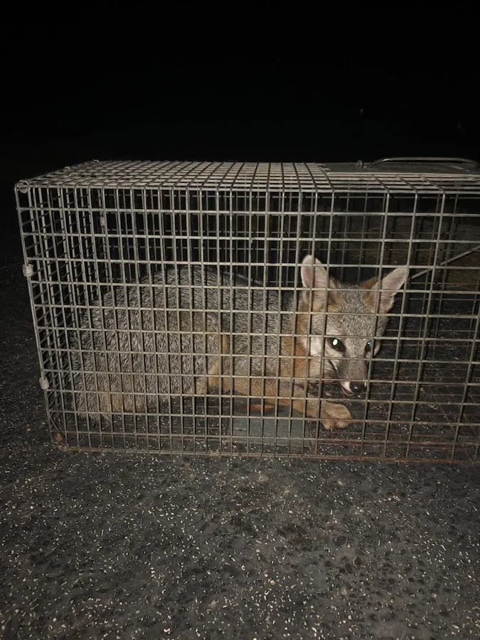 Varmint Masters Wildlife Removal & Pest Control in Bulverde, TX — business photo 2