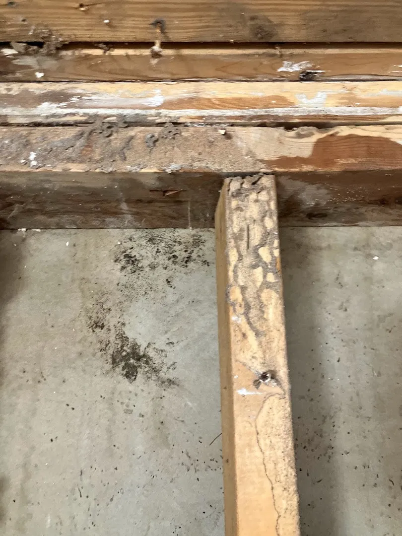 Zeroach Pest & Termite in Lubbock, TX — business photo 4