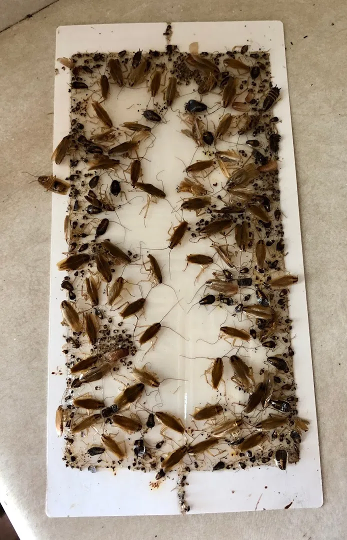 Dowell Pest Control in Port Lavaca, TX — business photo 4