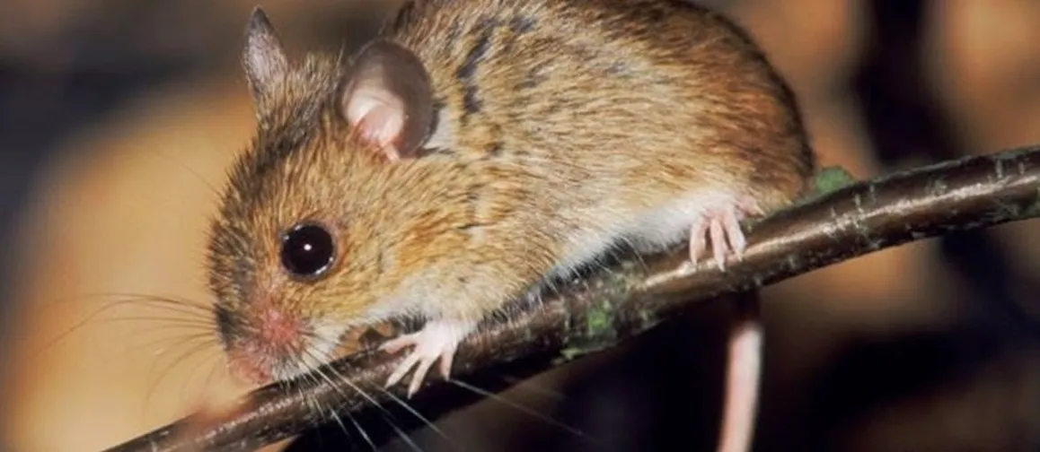Kainer Pest Control in Columbus, TX — business photo 4