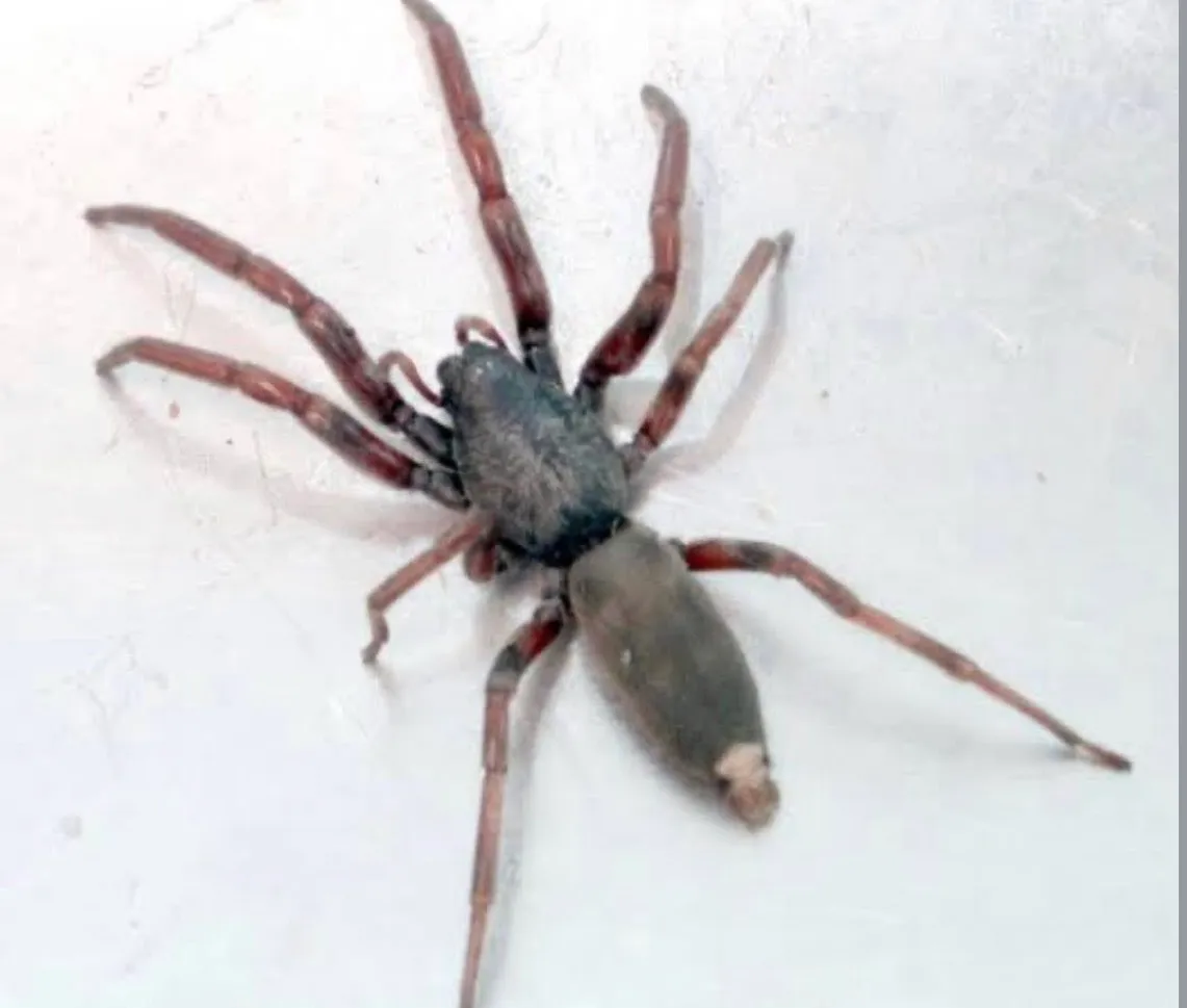 Kainer Pest Control in Columbus, TX — business photo 5
