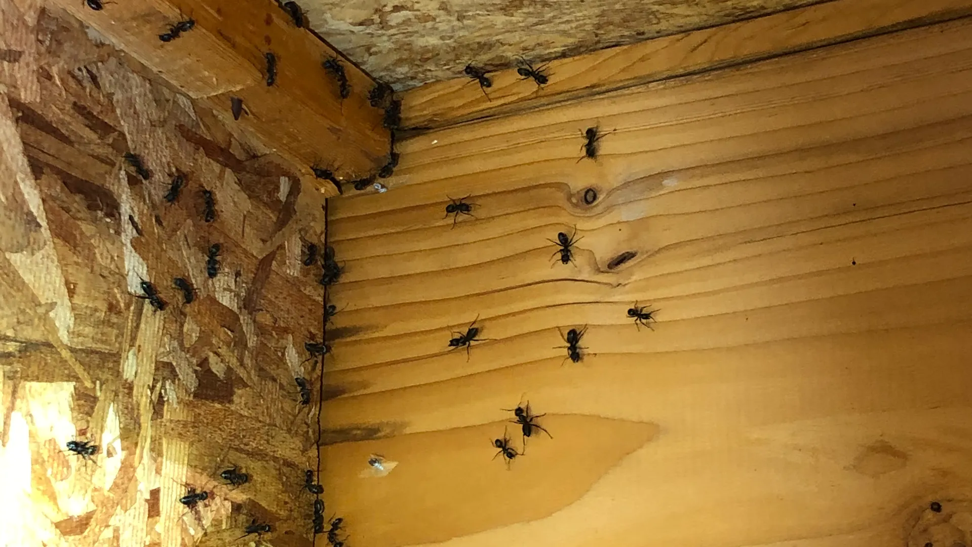 Pesky Pest Services — pest control in McKinney, COLLIN County, TX