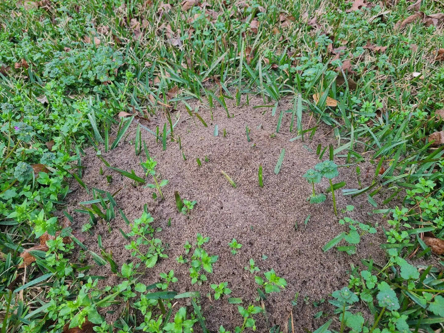 The Bug Man Pest Control in Conroe, TX — business photo 3