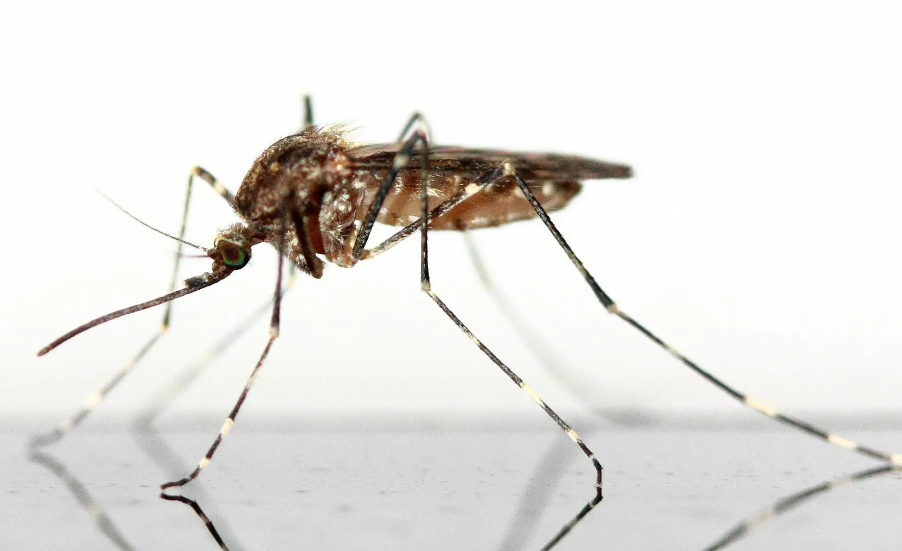 Safe Earth Pest Control in Rockwall, TX — business photo 5