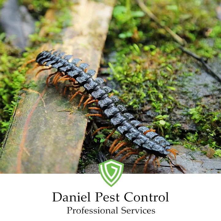 Daniel Pest Control in Seguin, TX — business photo 6