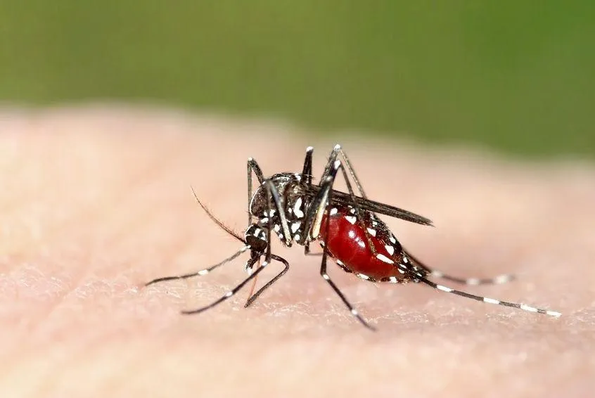 Tactical Mosquito Control in Fort Worth, TX — business photo 4