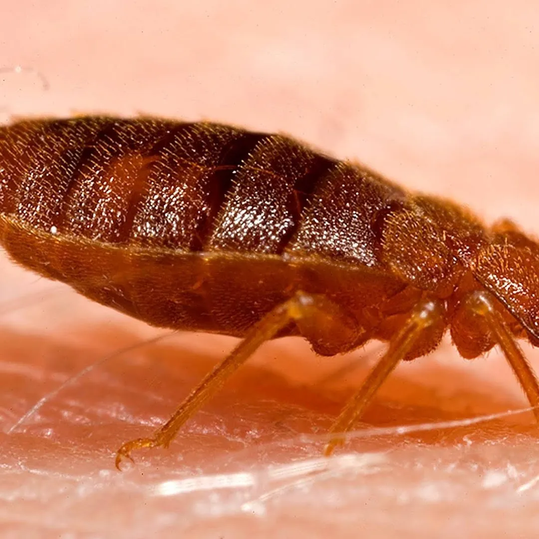 Bug Busters Pest Control — pest control in San Antonio, BEXAR County, TX