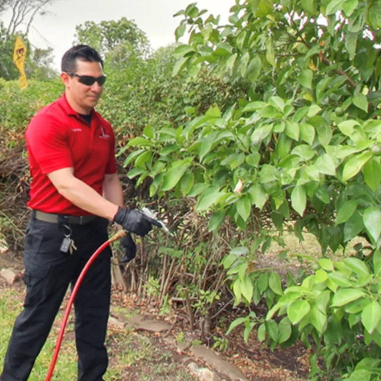Bug Busters Pest Control in San Antonio, TX — business photo 5
