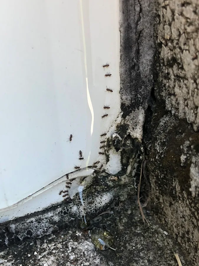 Penny Pest Solutions LLC in Humble, TX — business photo 2