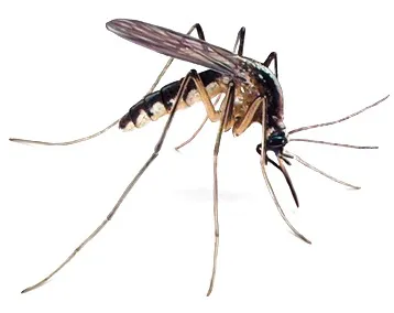Faith Meadows Mosquito Control in Waxahachie, TX — business photo 4