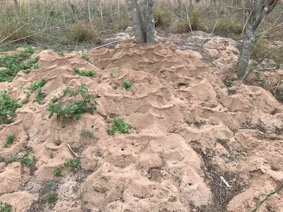 Venibra Pest Control Llc in Edinburg, TX — business photo 4