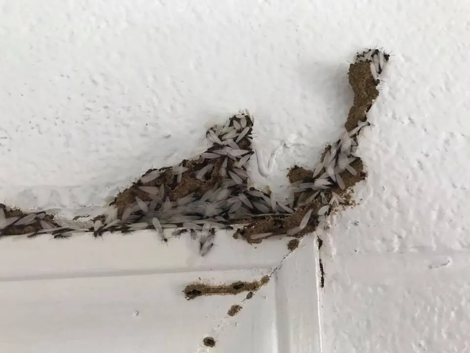 Venibra Pest Control Llc in Edinburg, TX — business photo 5