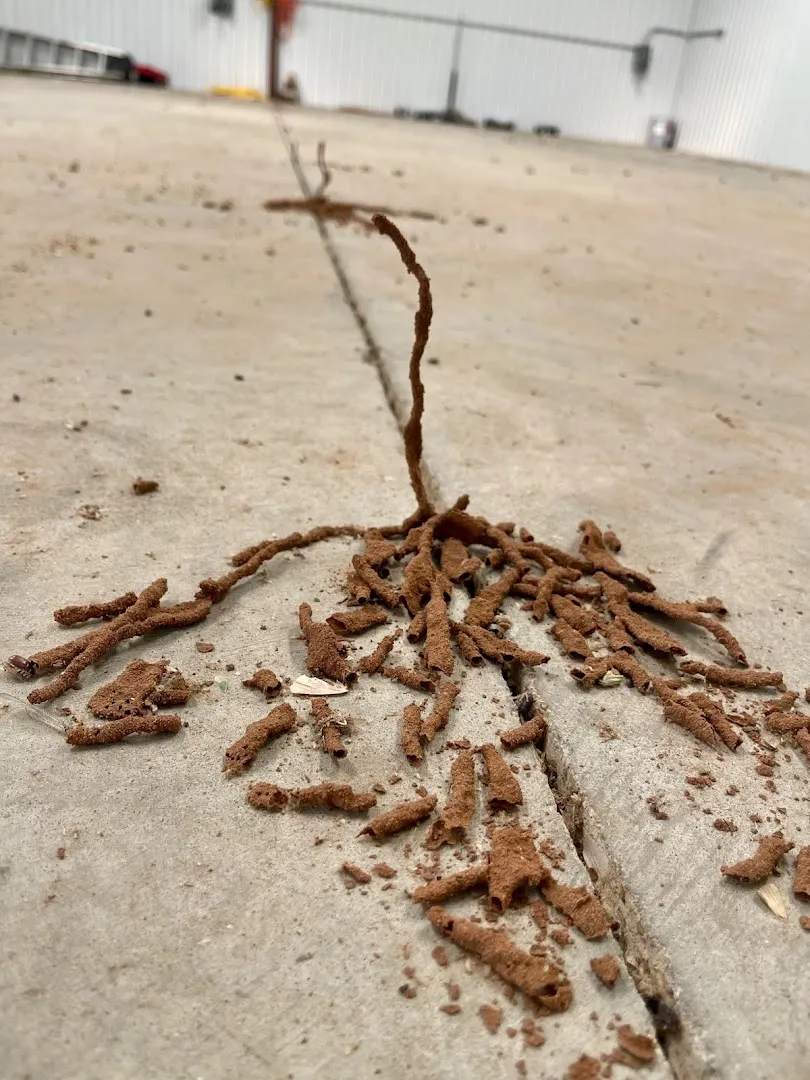 1st Defense Termite & Pest Control in Odessa, TX — business photo 4