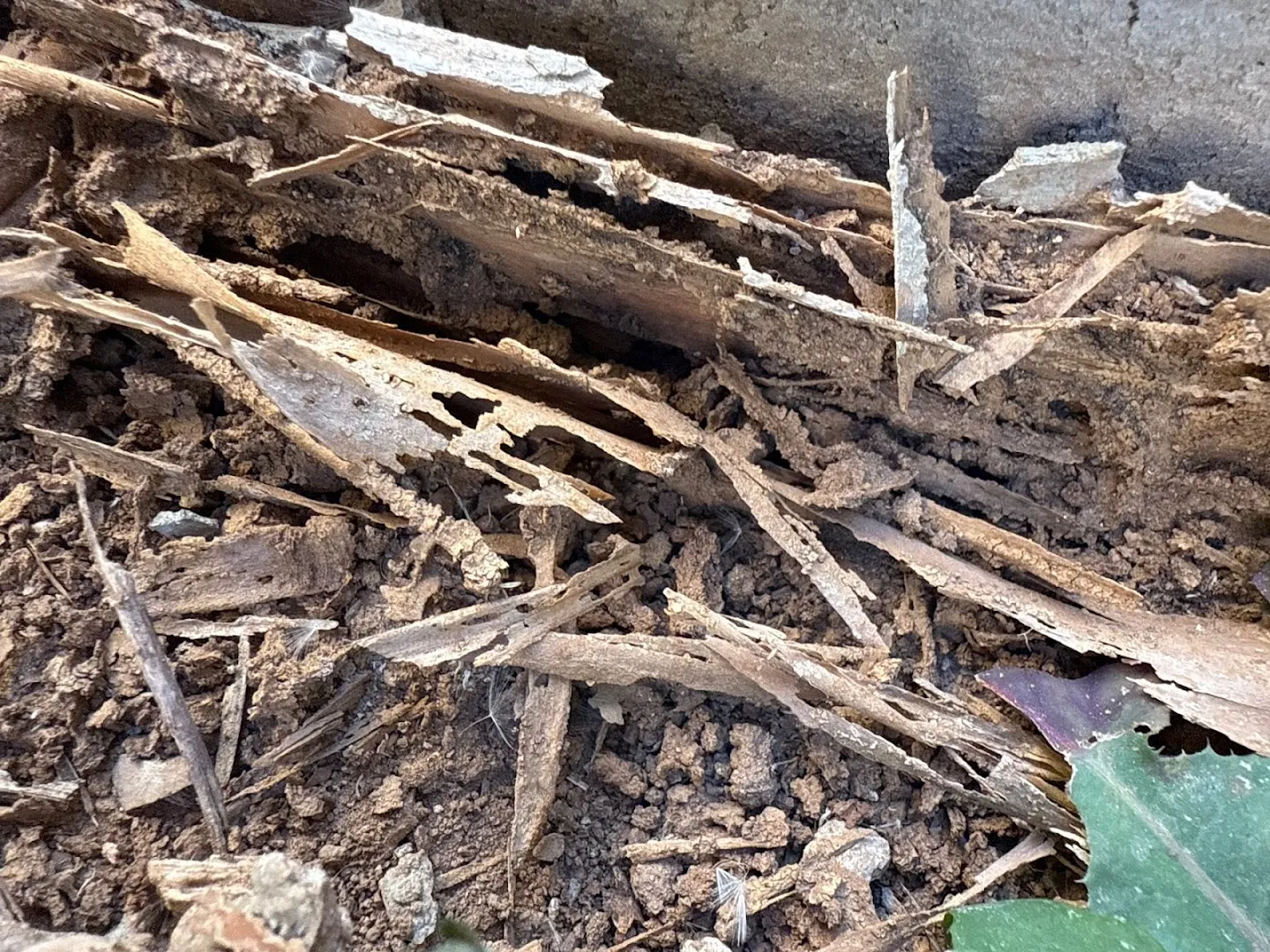 1st Defense Termite & Pest Control in Odessa, TX — business photo 5